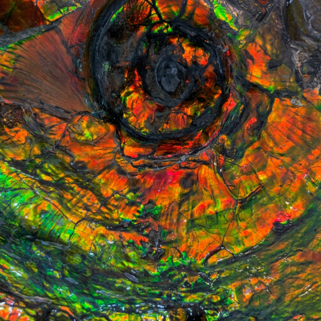 Canadian Ammonite 46 (B100)