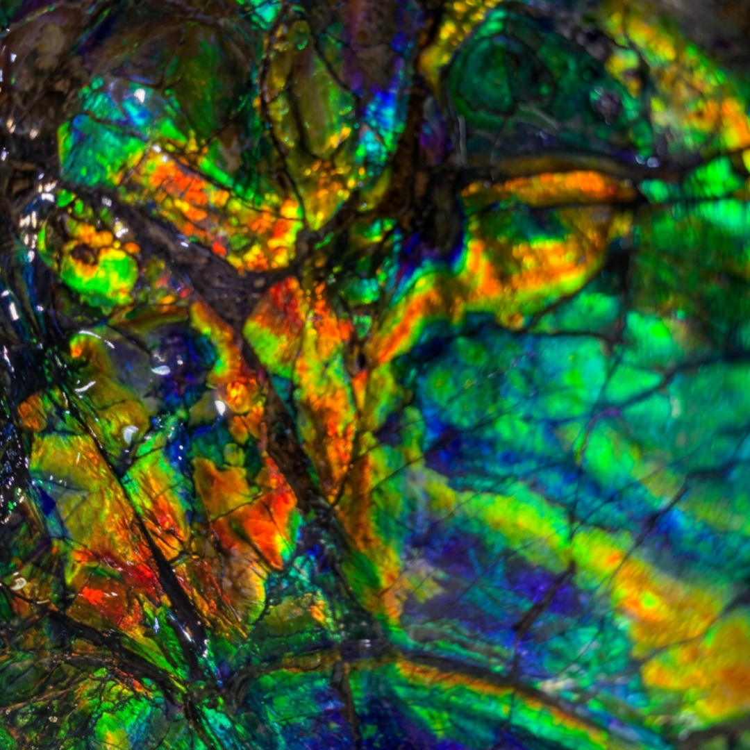 Canadian Ammonite 46 (B100)