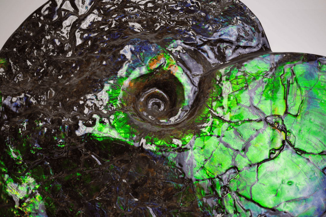 Ammonite fossil