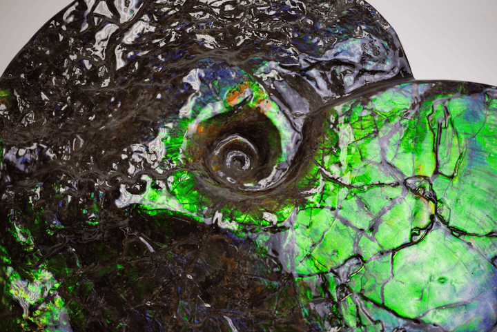 Ammonite fossil