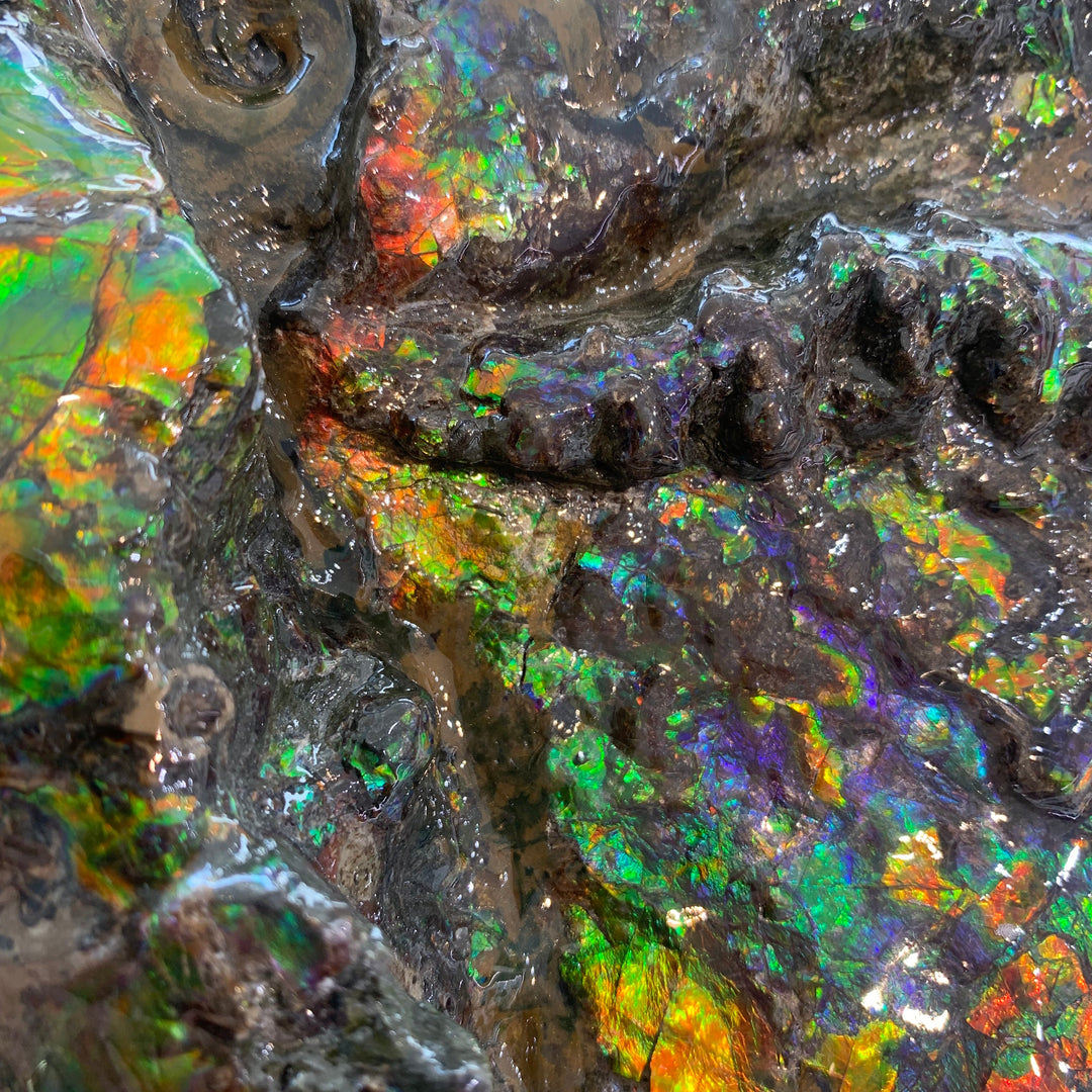 Canadian Ammonite - 4(1418)