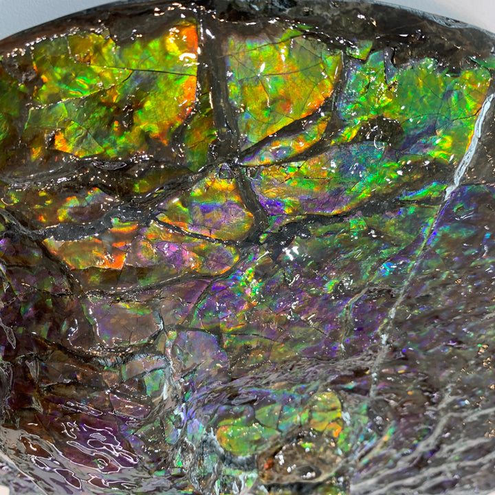 Canadian Ammonite - 7(1493)