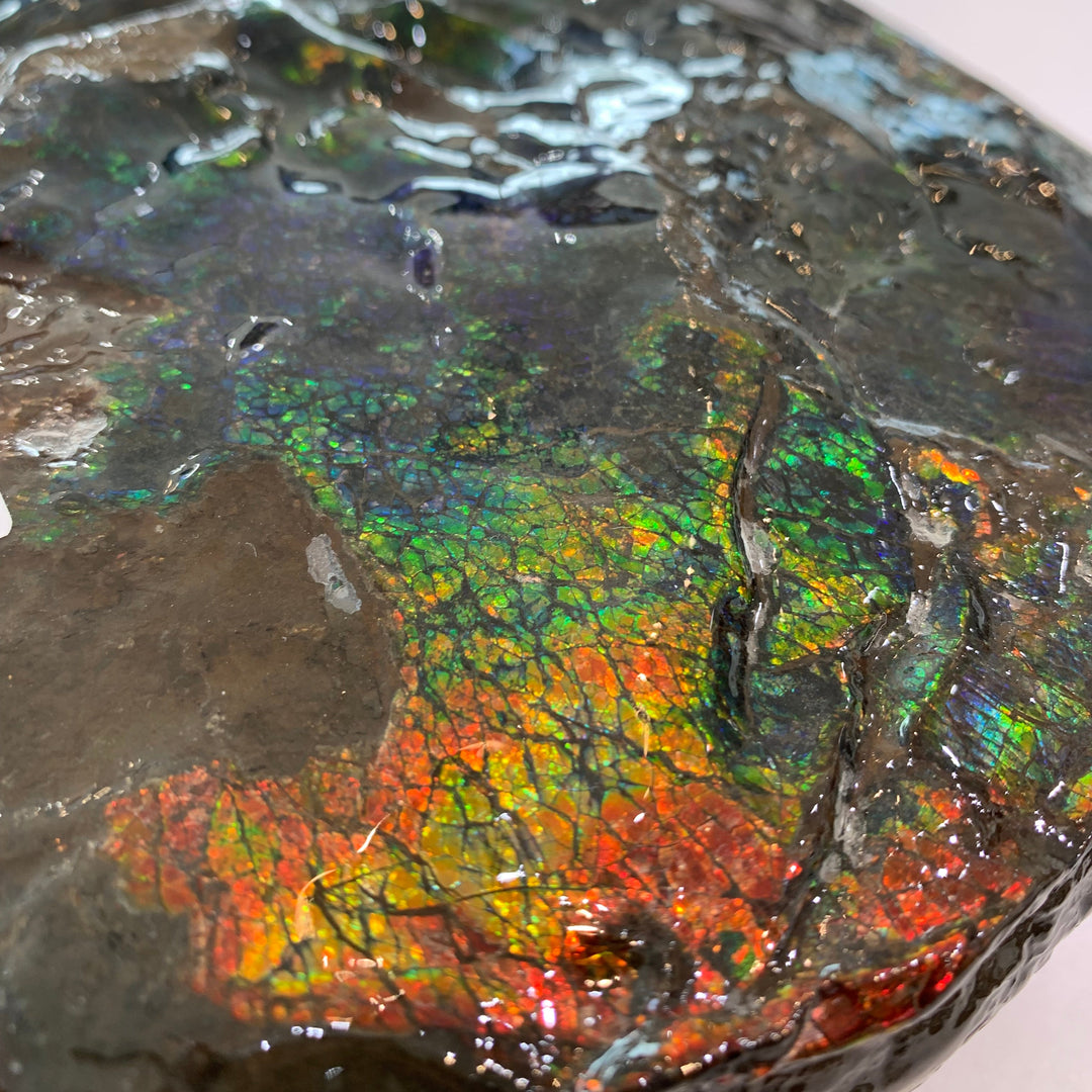 Canadian Ammonite 111 (1241)