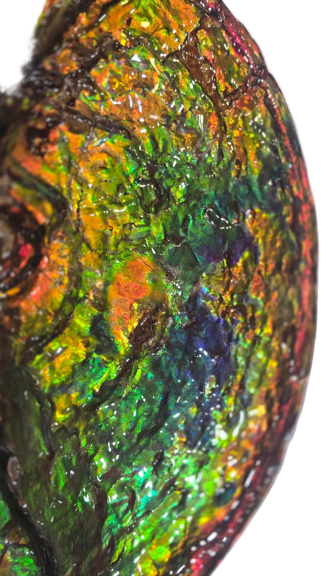 Canadian ammolite fossil