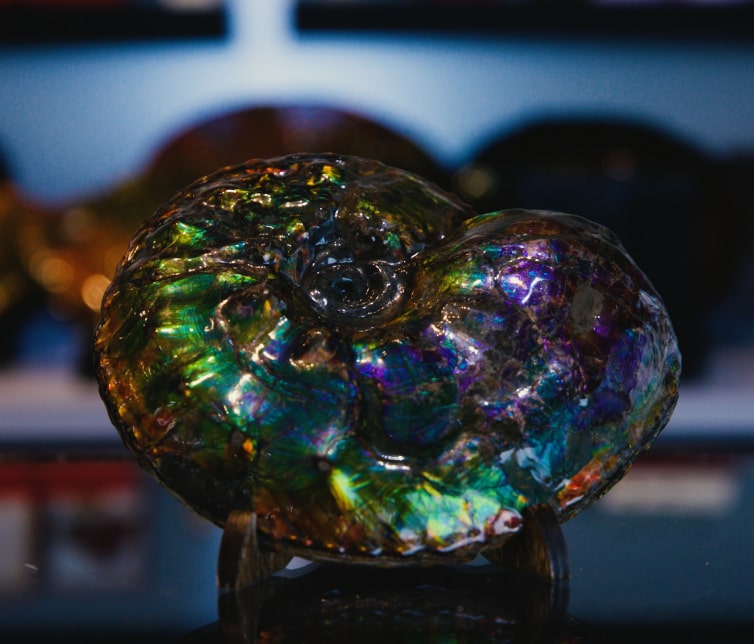 Korite-Ammolite – KORITE Korite-Ammolite – KORITE