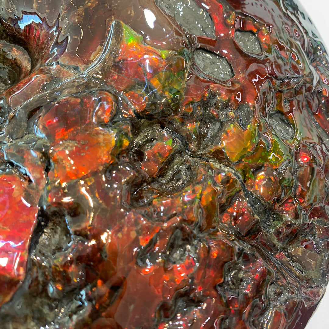 Canadian Ammonite 5 (1536)