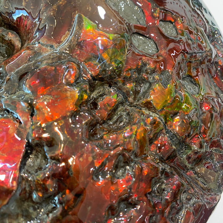 Canadian Ammonite 5 (1536)