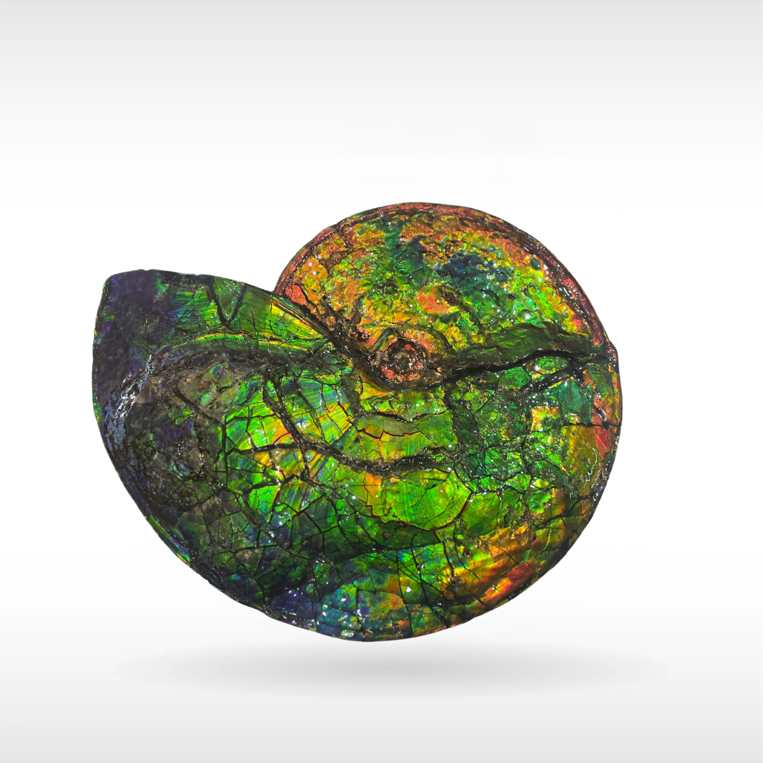 Canadian Ammonite 3-1495