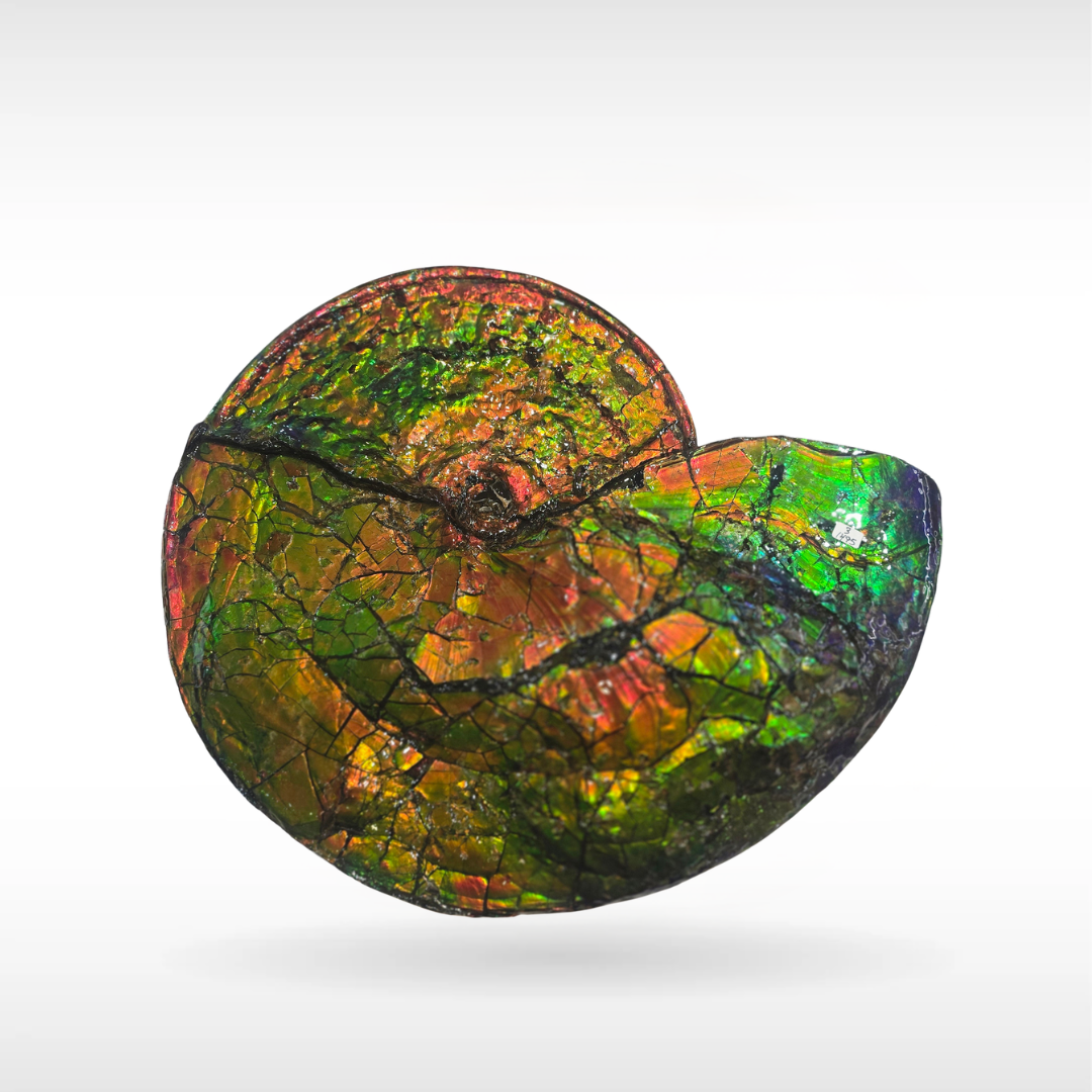 Canadian Ammonite 3-1495