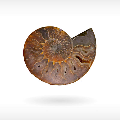 Madagascar Ammonite