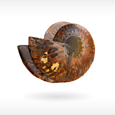 Madagascar Ammonite