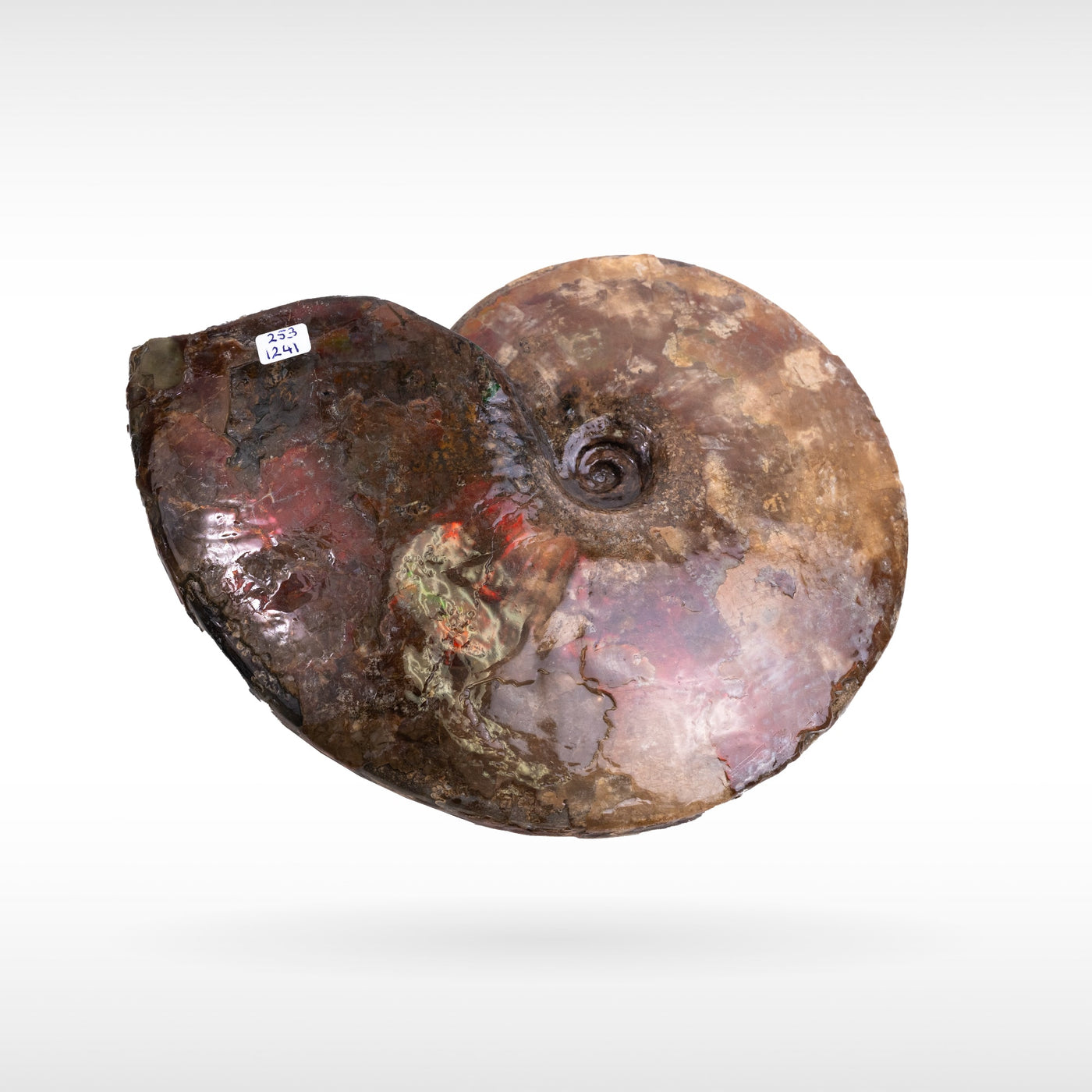 Canadian Ammonite