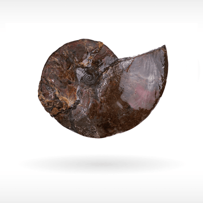 Canadian Ammonite