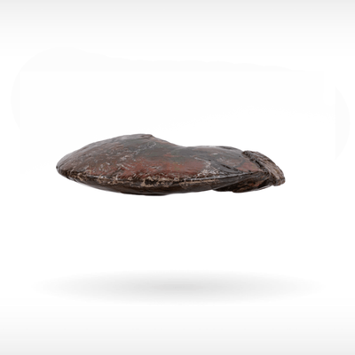 Canadian Ammonite