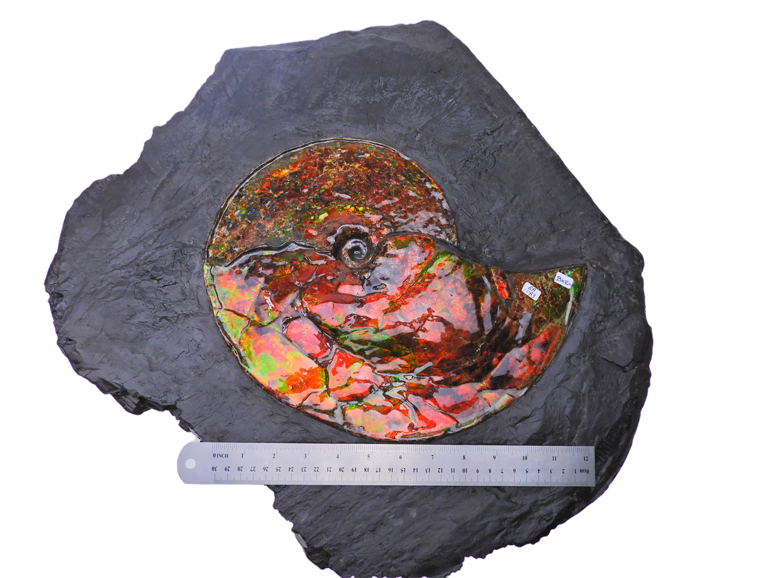 Canadian Ammonite