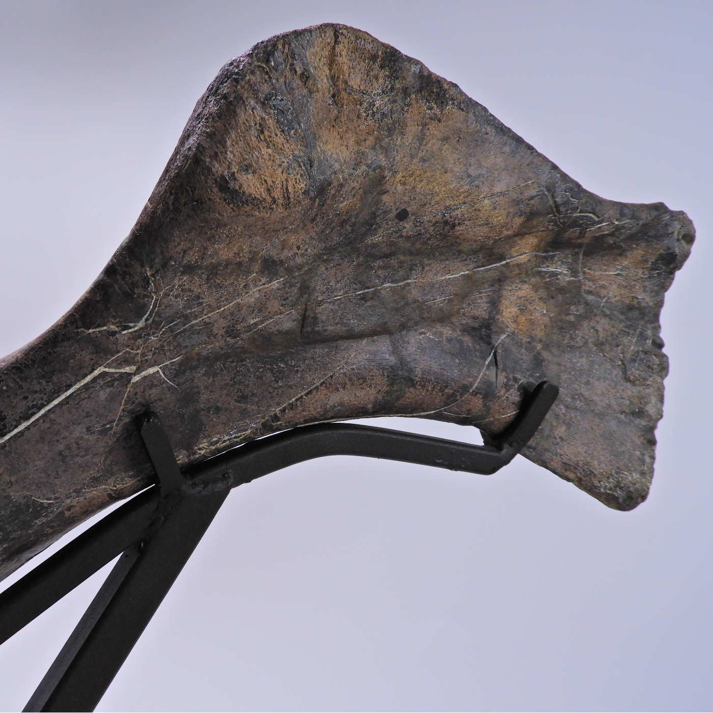 Duckbill Dinosaur Humerus Bone