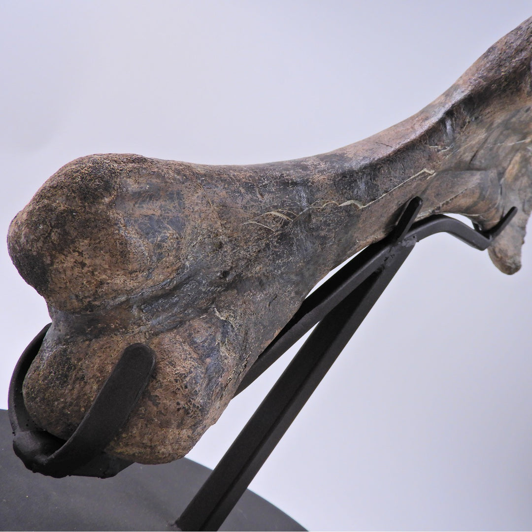 Duckbill Dinosaur Humerus Bone