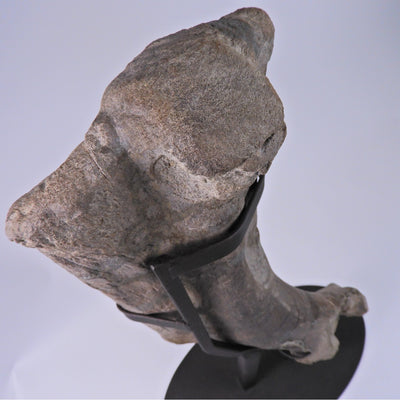 Duckbill Dinosaur Humerus Bone