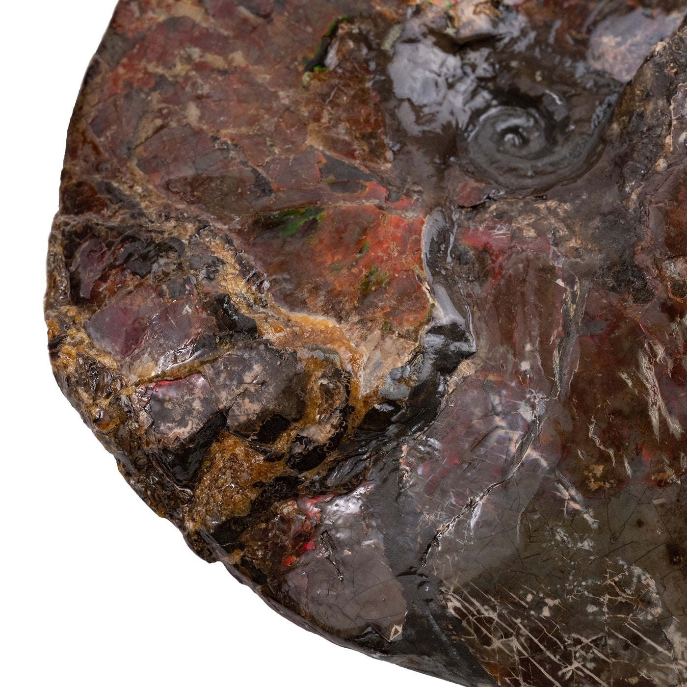Canadian Ammonite