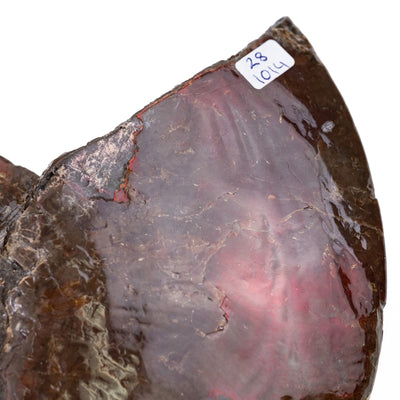 Canadian Ammonite