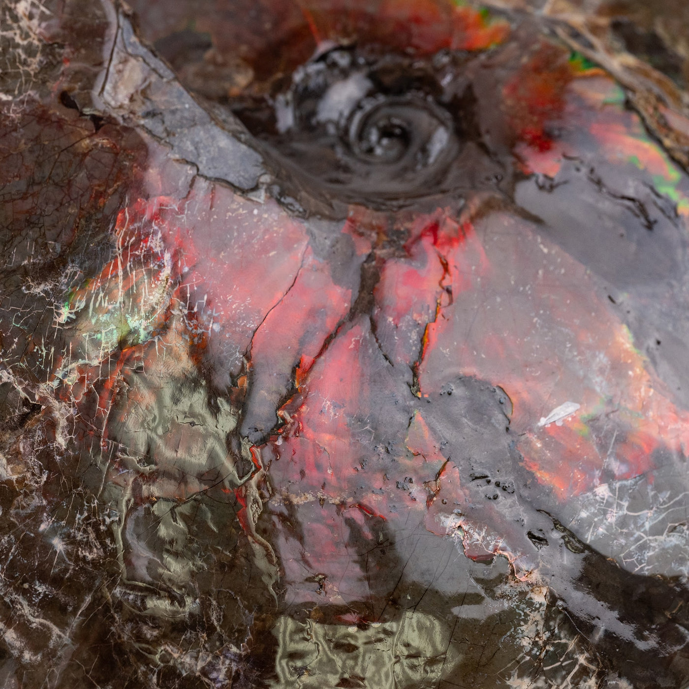 Canadian Ammonite