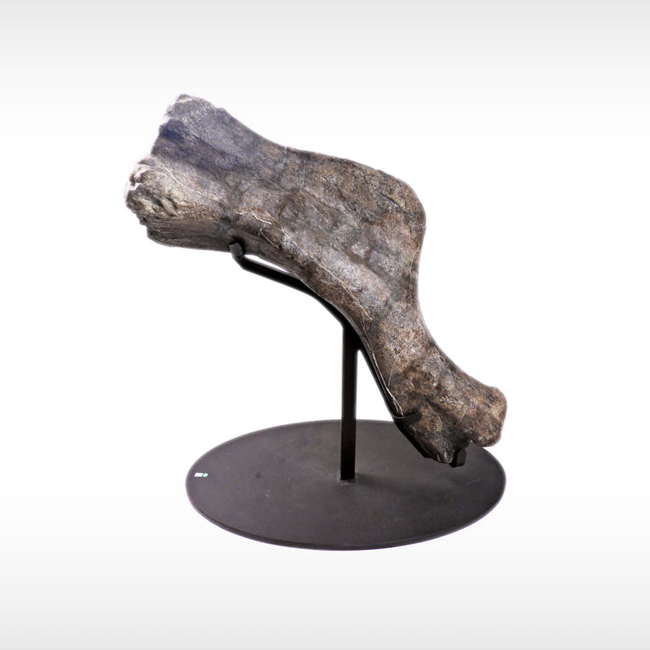 Duckbill Dinosaur Humerus Bone