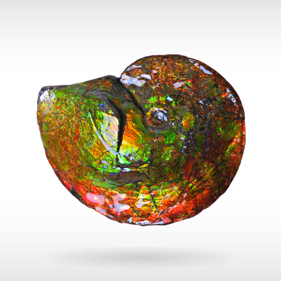 Canadian Ammonite